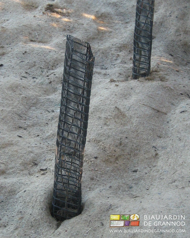 photo de jeunes plants protégés et installés avec le feutre végétatl