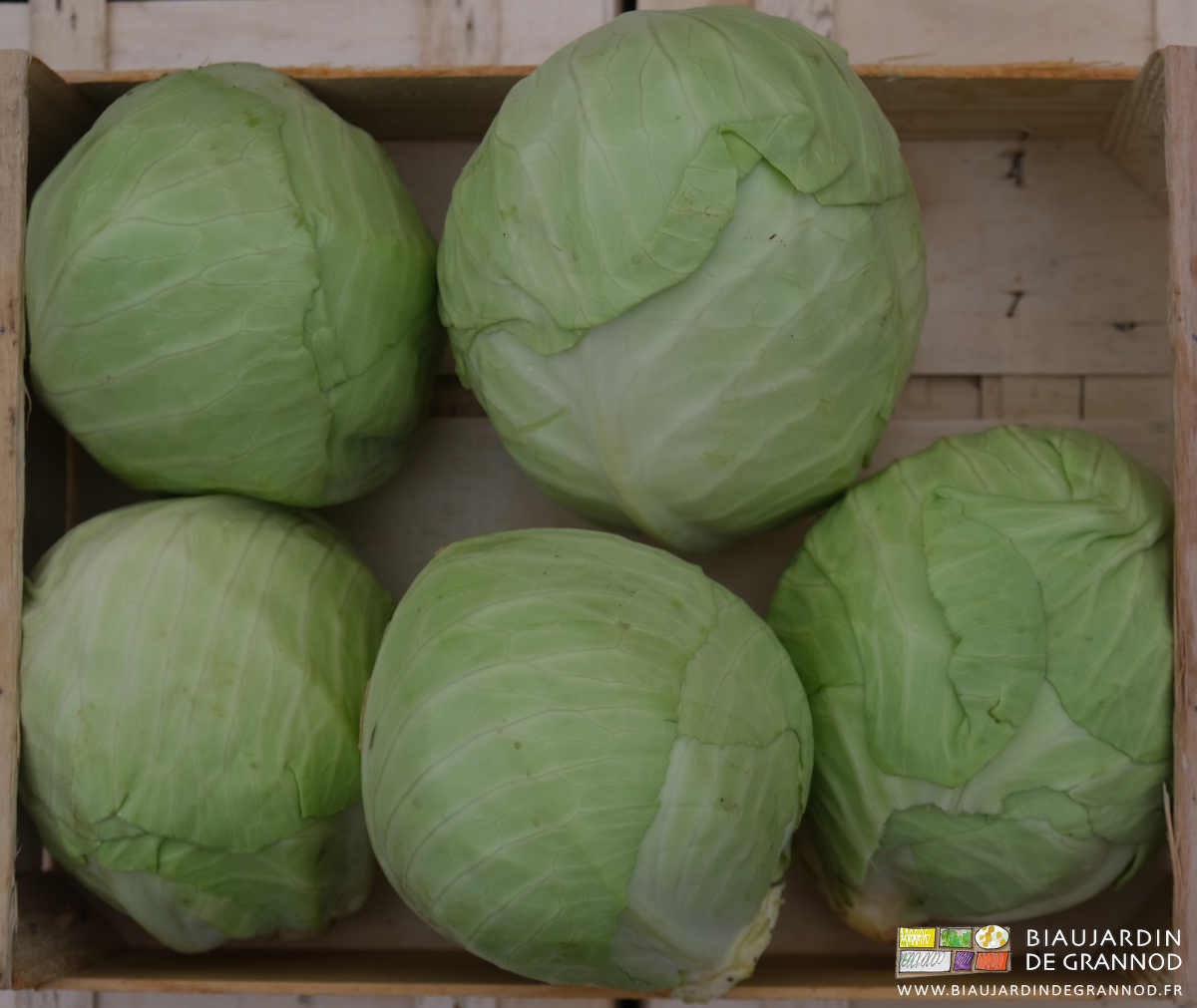 photo de chou cabus en caisse bois