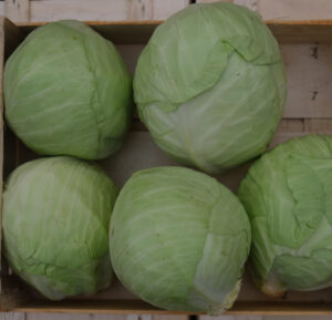 photo de chou cabus en caisse bois