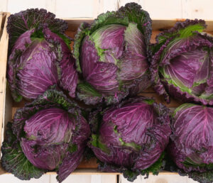 photo de chou milan de type Pontoise avec ses feuilles vertes lavées de violet intense