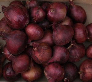 photo d'oignon rond rouge de conservation