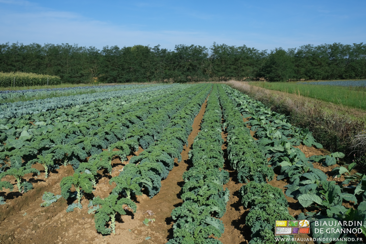 photo des chou kale en été dans le carré de chou