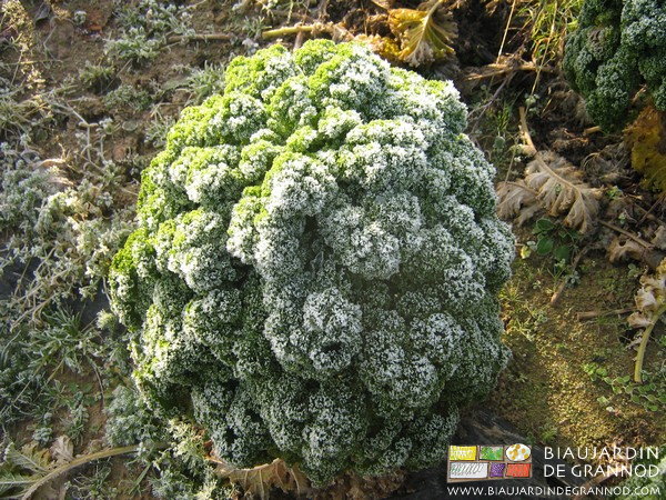photo de chou non pommé vert couvert de givre