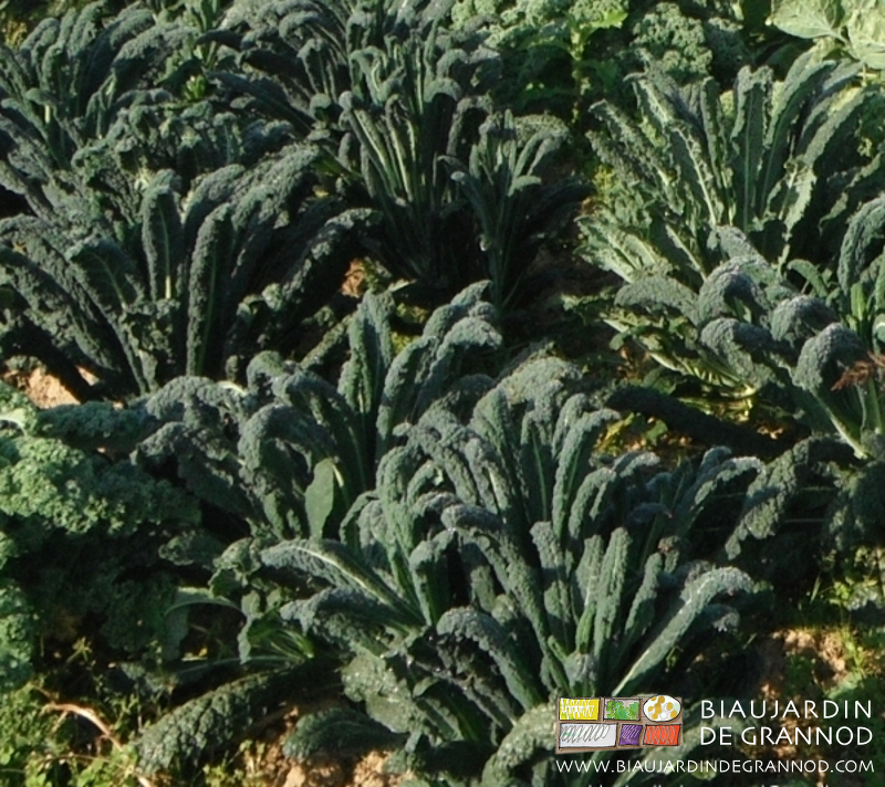 photo de chou non pommé peu frisé dit noir