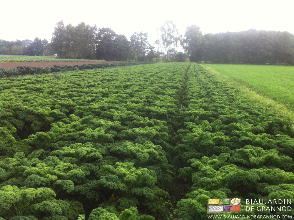 photo d'un très grand carré de "chou paysan" aux Pays Bas
