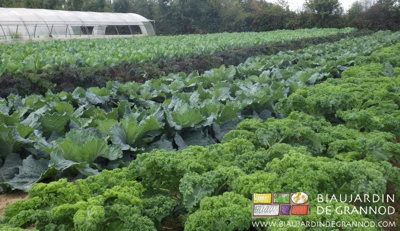 photo d'un carré de différents choux hivernés