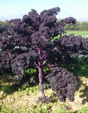 photo d'un chou non pommé très frisé d'un violet foncé intense