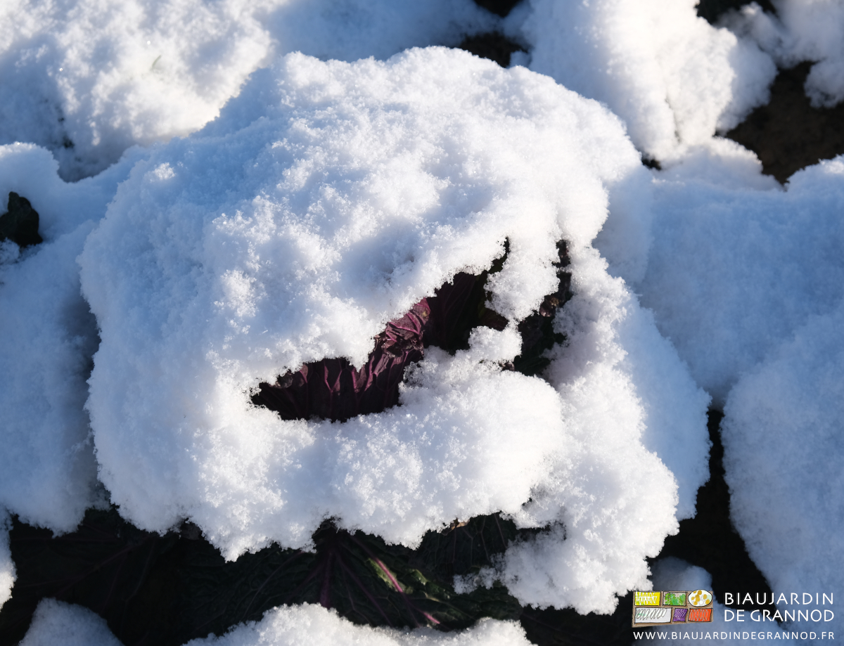 photo de'un chou milan de Pontoise couvert de neige