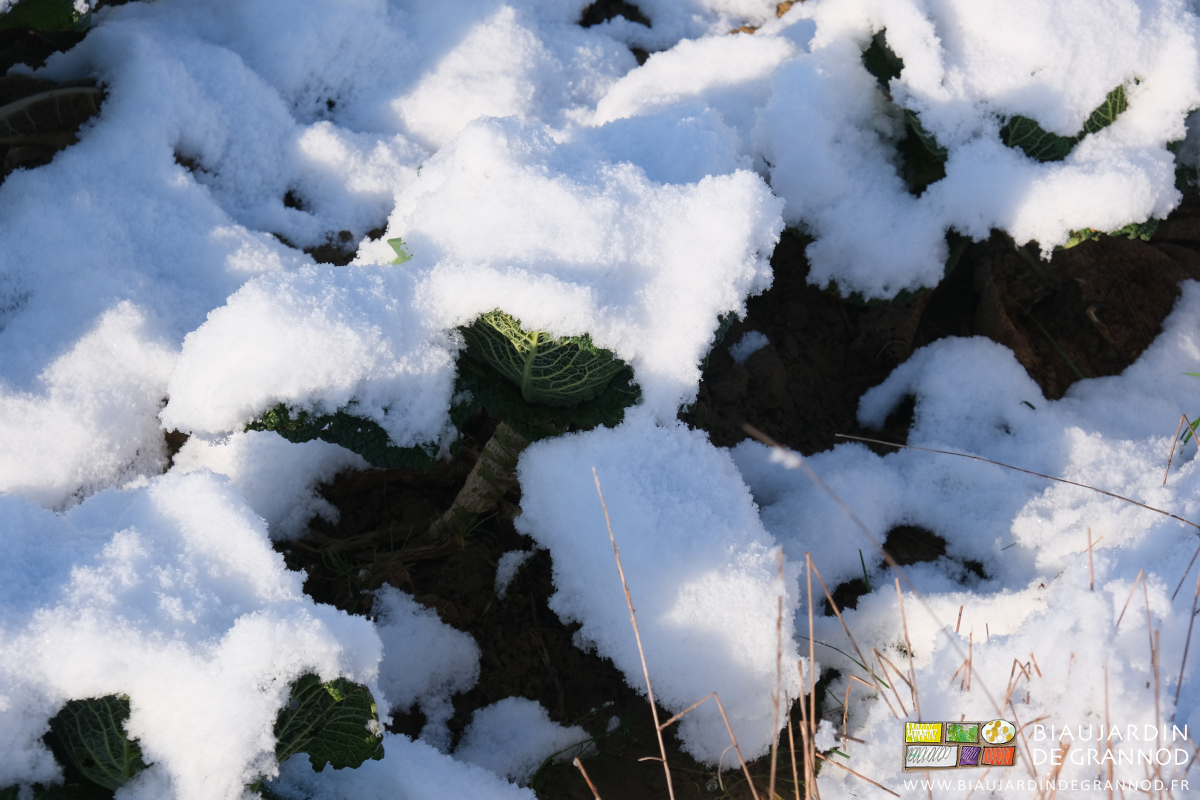 photo de quelques choux milan sous la neige