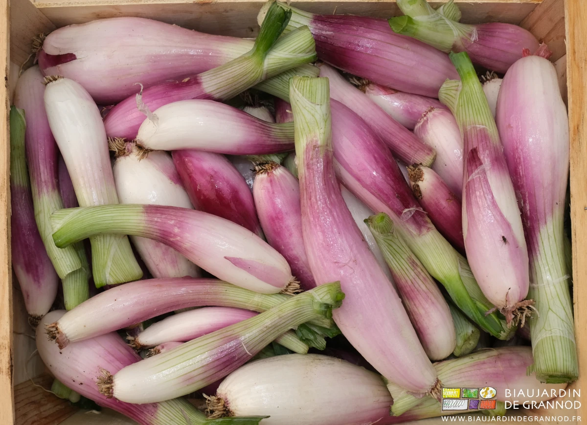 photo d'oignon de Simiane préparé pour la vente et rangé en cagette bois