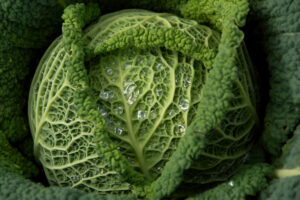 phot de chou milan vert et gouttes d'eau