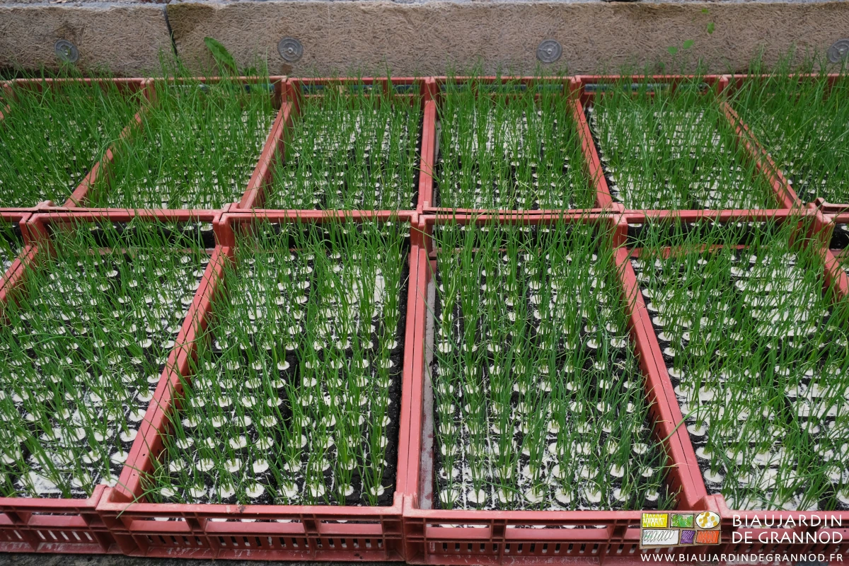 photo des caisses de mottes pressées d'oignon à repiquer