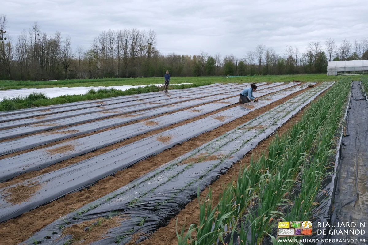 photo d'une Biau Jardinière poussant le rayonneur, l'autre commençant la plantation dans les trous