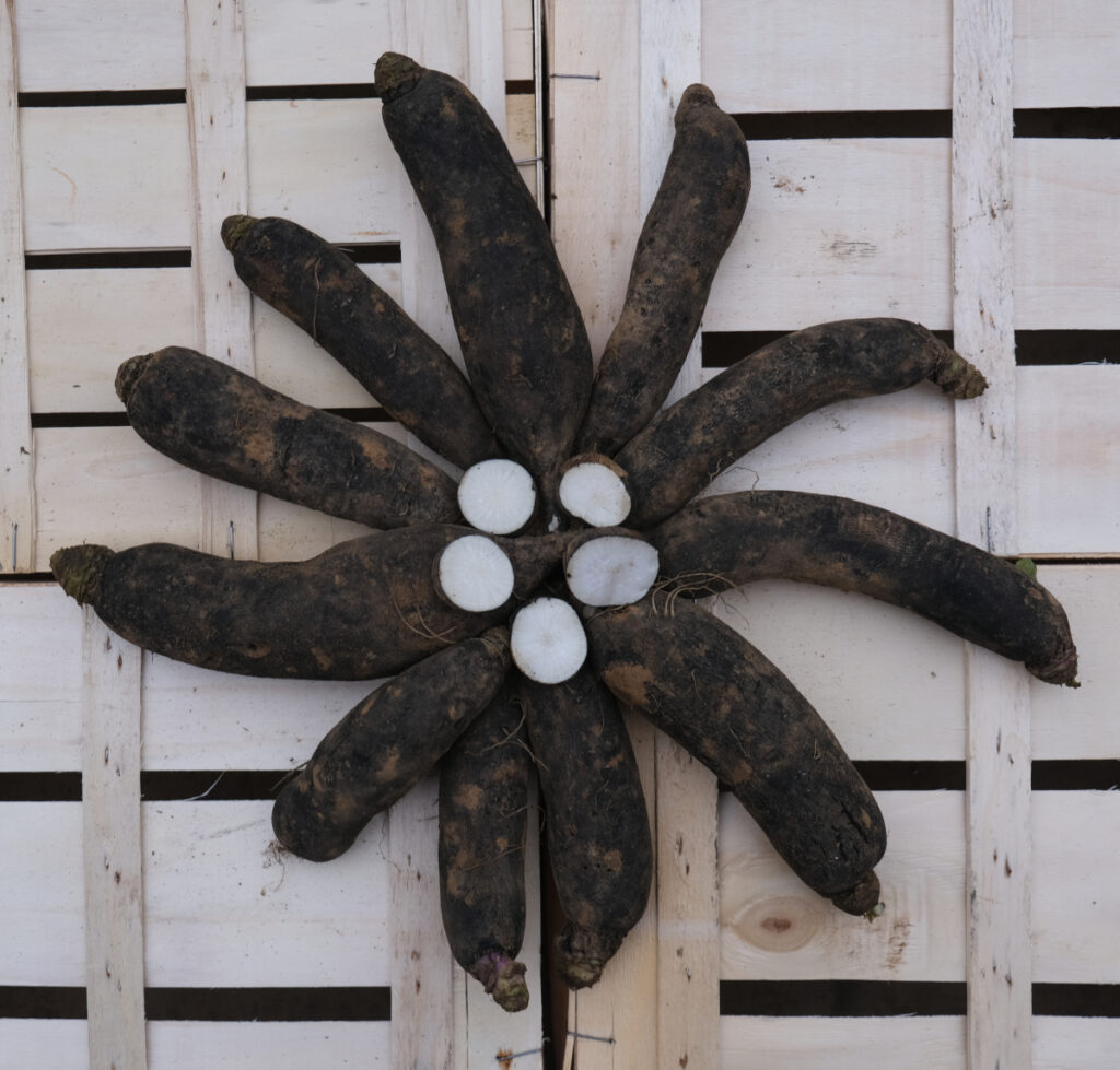 photo de radis noirs longs non lavés disposés en étoile sur une cagette bois