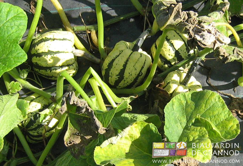 photo au champ de courge patidou aux teintes verte foncé et crème