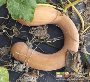 photo de la courge de Nice, marron clair, longue et courbe