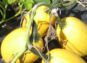 photo de pédoncule encore vert de courge spaghetti au champ