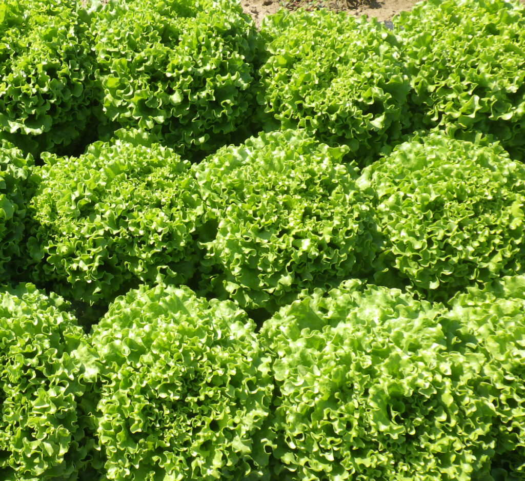 photo de batavia blonde au soleil de plein champ au stade récolte