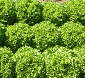 photo de batavia blonde au soleil de plein champ au stade récolte