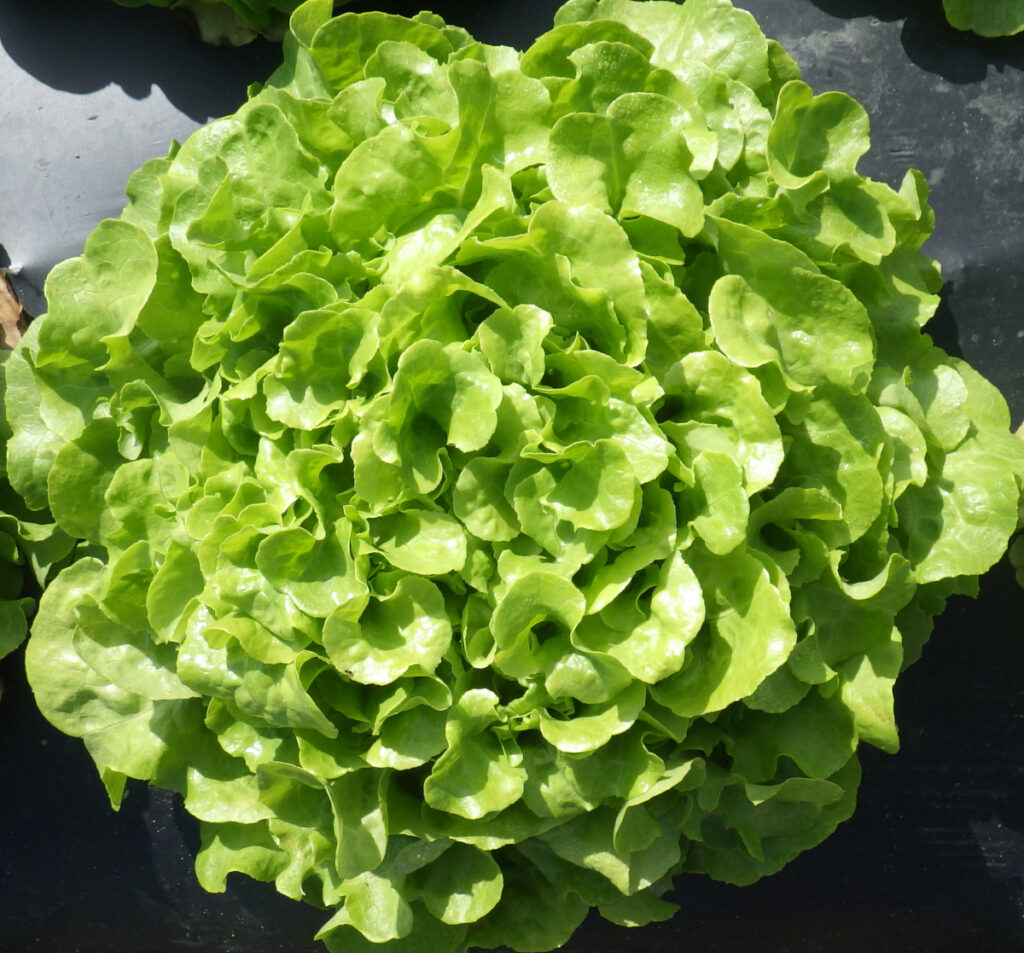 photo d'une tête de feuille de chêne blonde