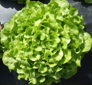 photo d'une tête de feuille de chêne blonde