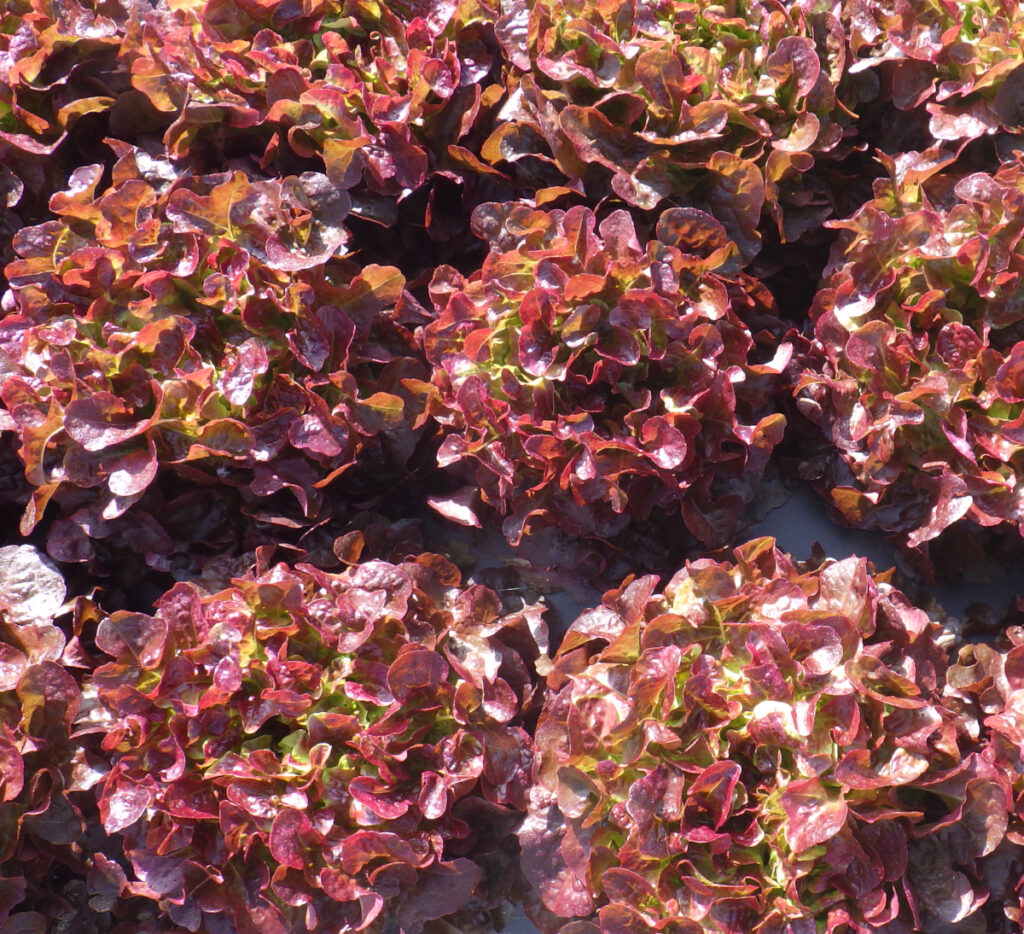 photo de feuille de chêne rouge en culture