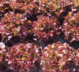 photo de feuille de chêne rouge en culture