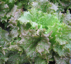 photo d'une jolie batavia brune Gloire du Dauphiné