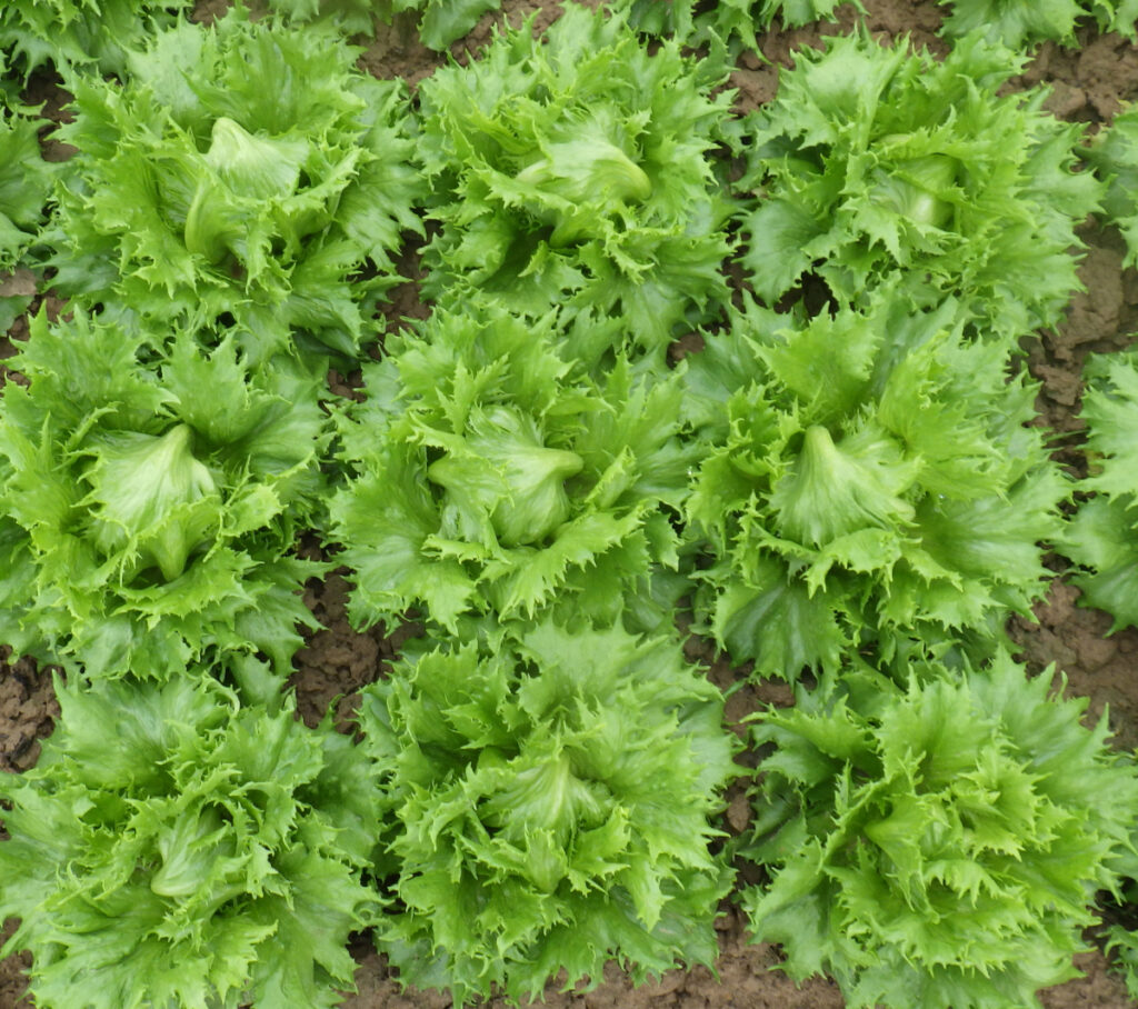 photo d'une planche de laitue Reine des Glaces