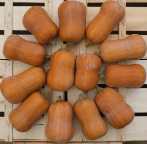 photo de courges honeynut rangées en rayon de soleil sur cagette bois