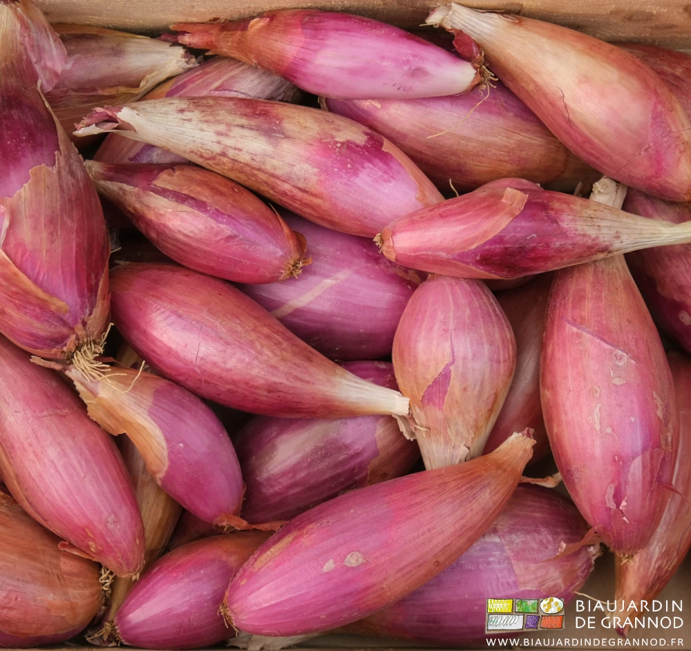 photo du rose intense de l'oignon de simiane récolté en caisse bois
