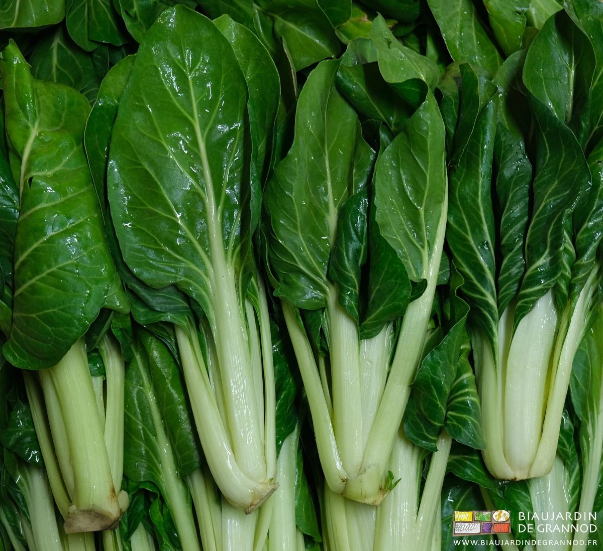 photo de bette italienne prête à la vente rangée en cagette bois