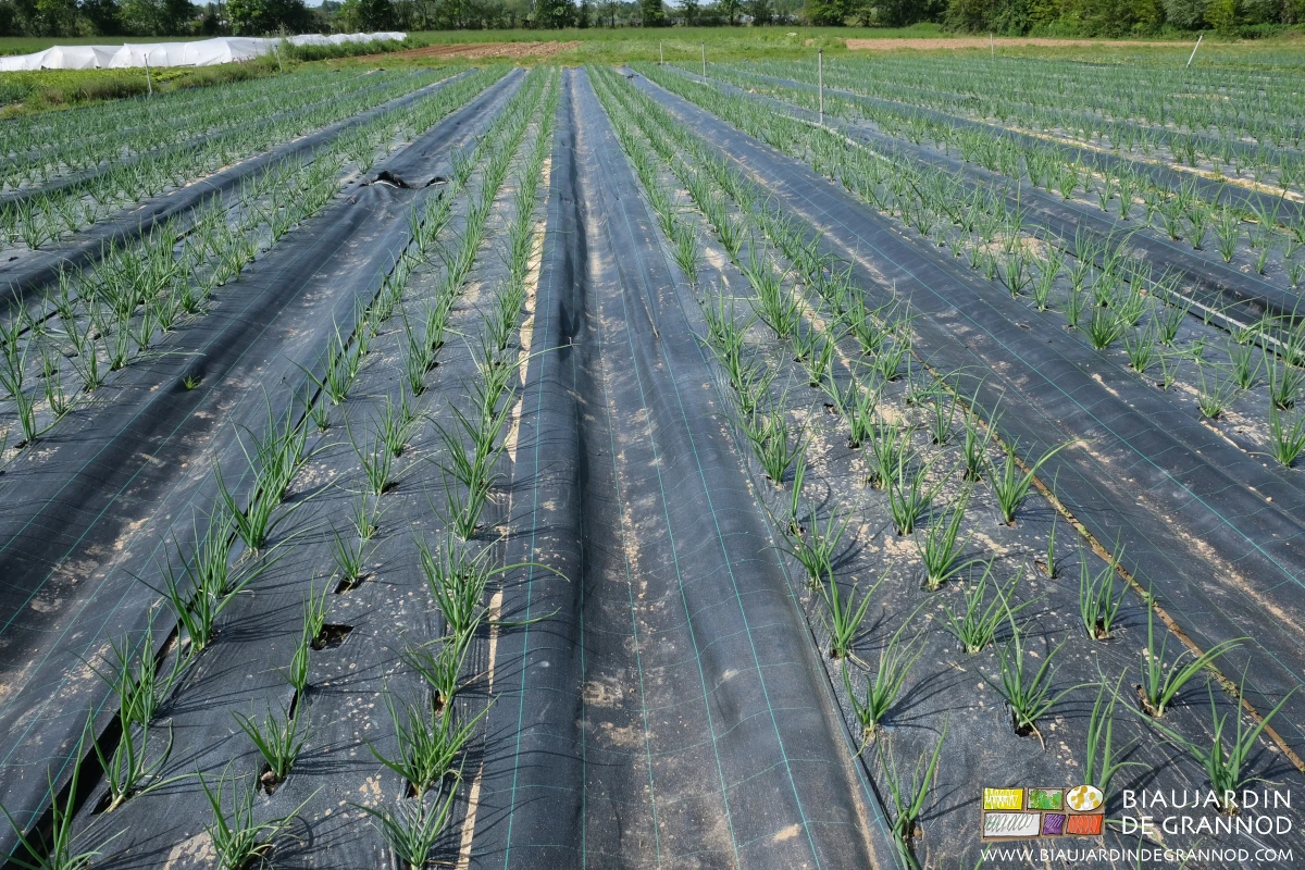 photo d'oignon en développement sur planches filmées