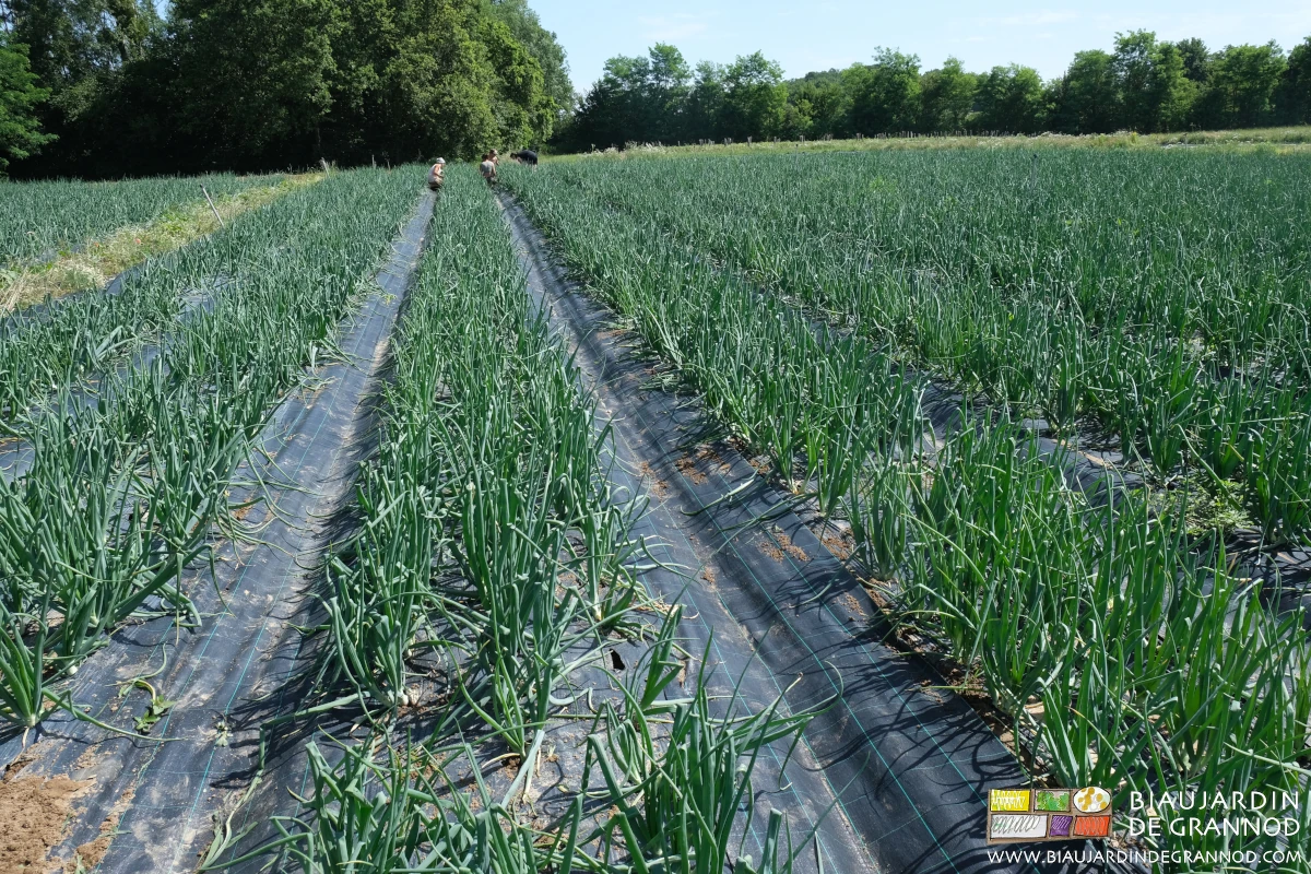 photo de l'équipe qui coupe au couteau les adventices qui commencent à se développer