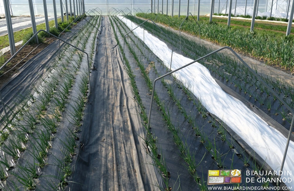 photo des planches d'oignon botte en cours de culture sous le quadri-tunnel