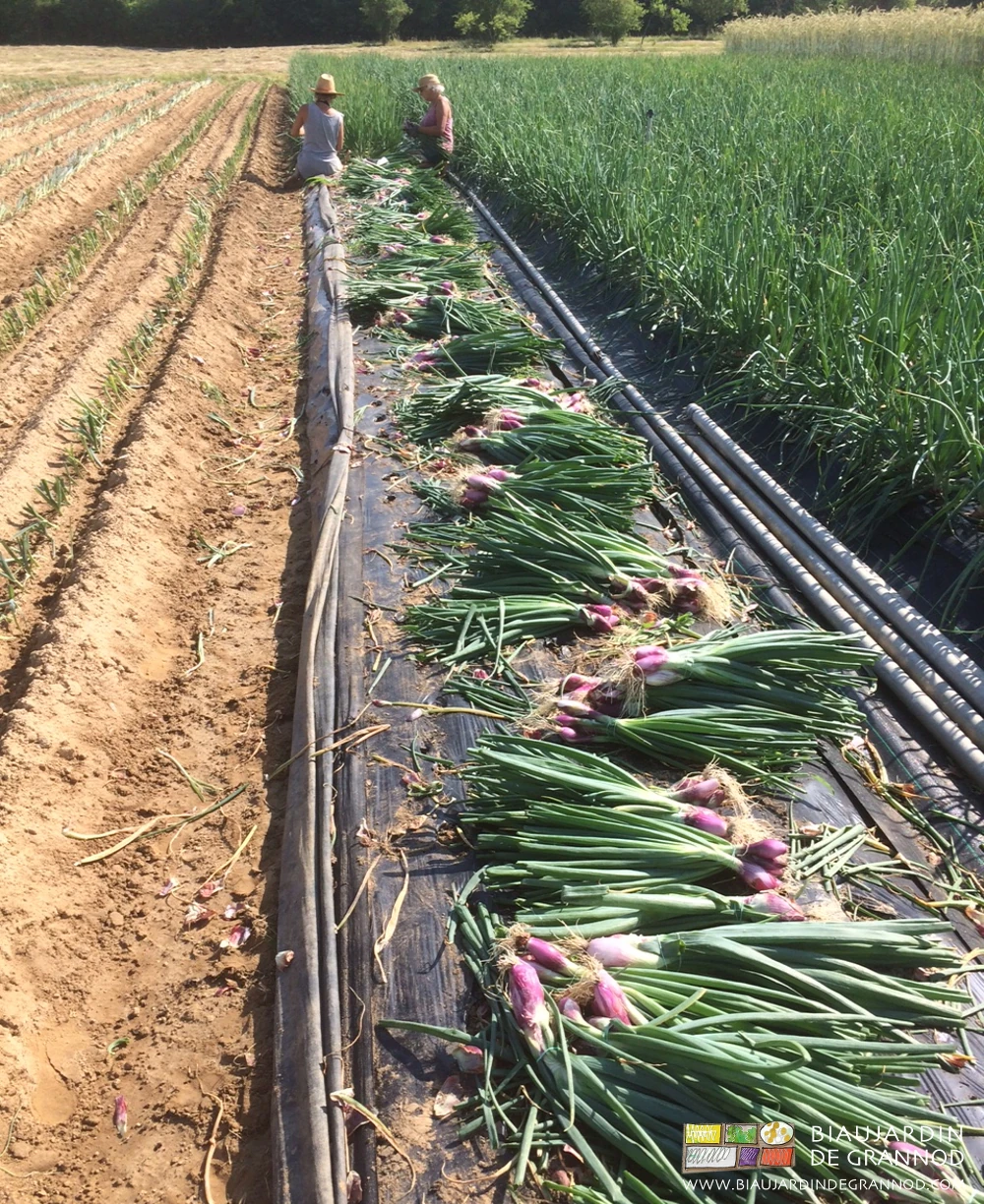 photo de récolte manuelle de bottes d'oignon en plein champ
