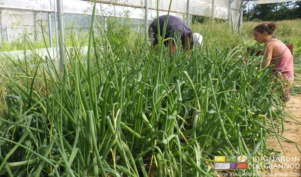 photo de récolte d'oignon botte sous tunnel