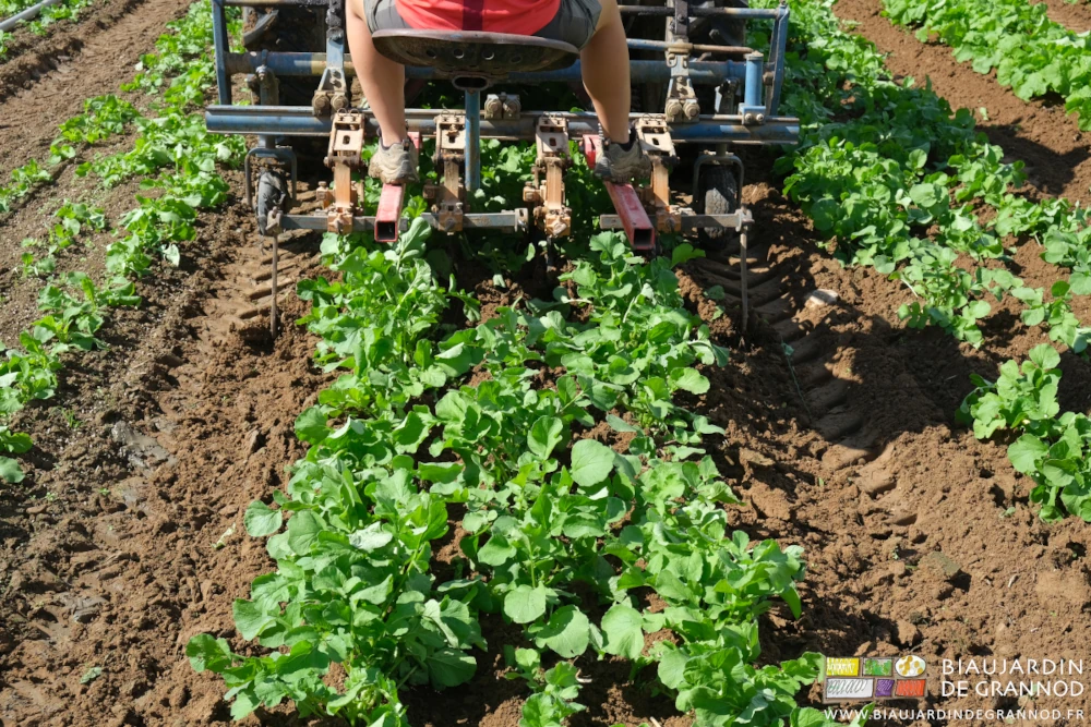 photo de la bineuse guidée au travail sur la planche permanente