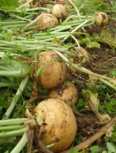 hpto de navet boule d'or à la récolte au champ