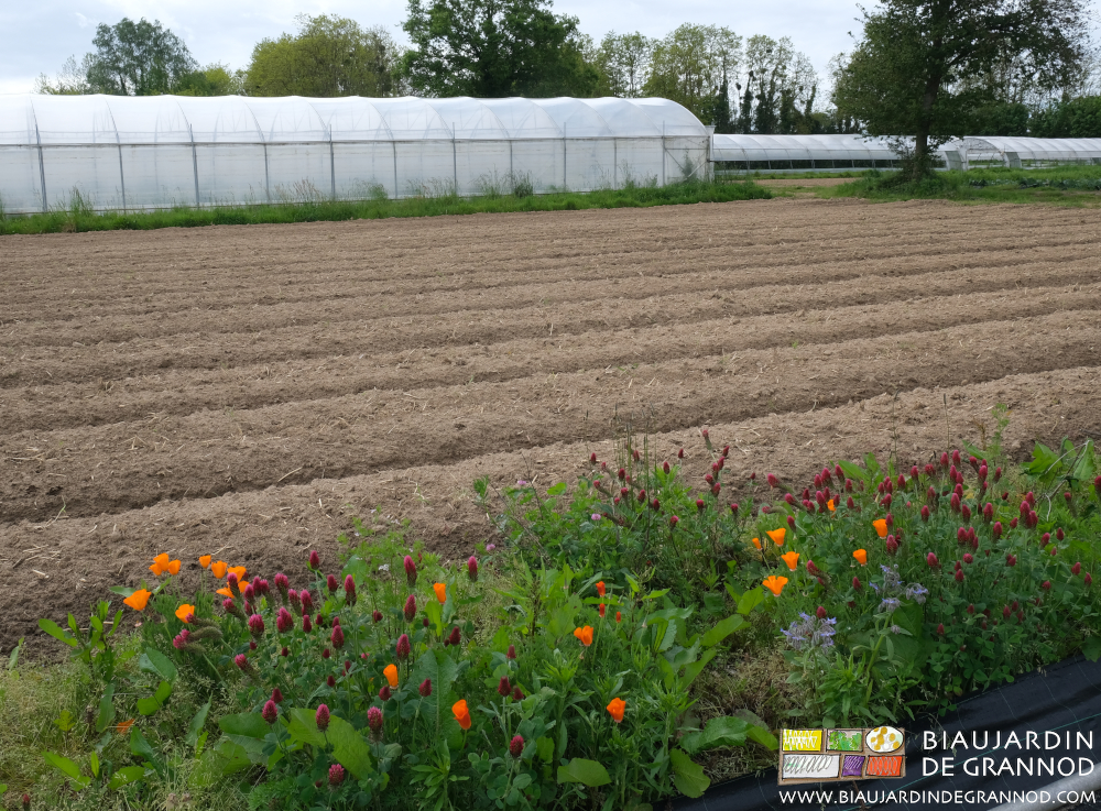 photo d'une bande fleurie orange rouge et mauve de sa diversité