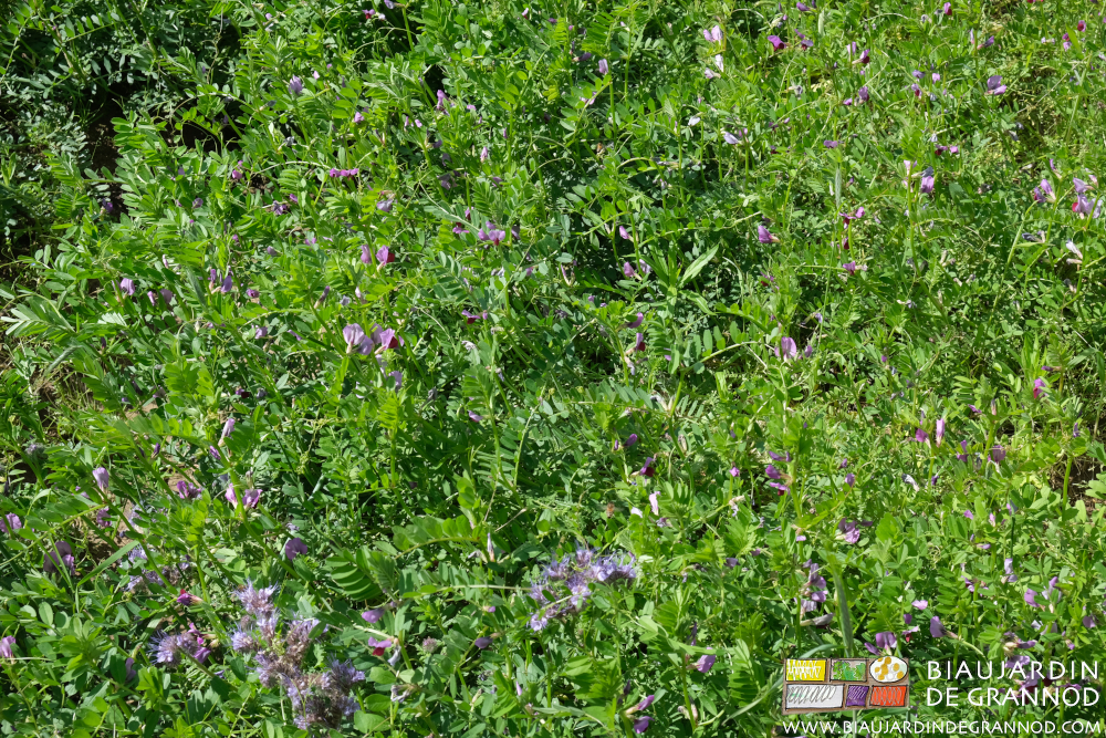 photo d'un enggrais vert de vesce en floraison mauve rose