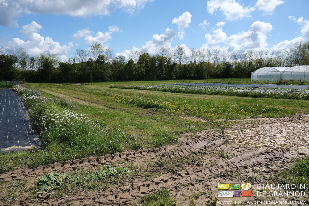 vue du jardin bocage, bande fleurie, parcelle humide pour auxiliaires