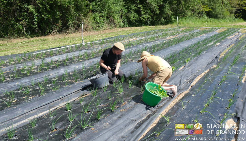 photo de l'équipe en désherbage manuel d'oignon repiqué sur film de paillage noir