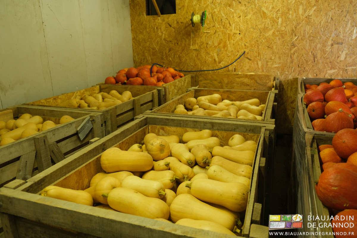 photo de palox de butternut et potimaron dans le local de conservation