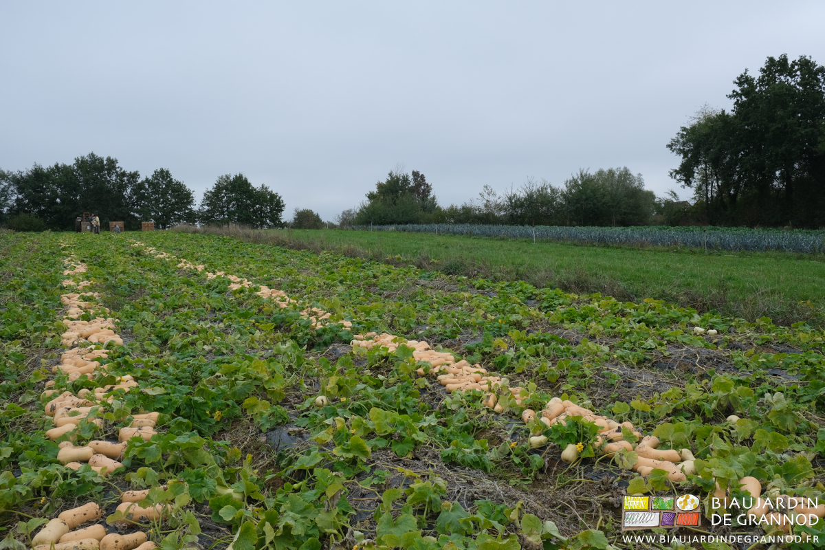 photo des butternut pédoncules coupés et alignées avant mise en palox