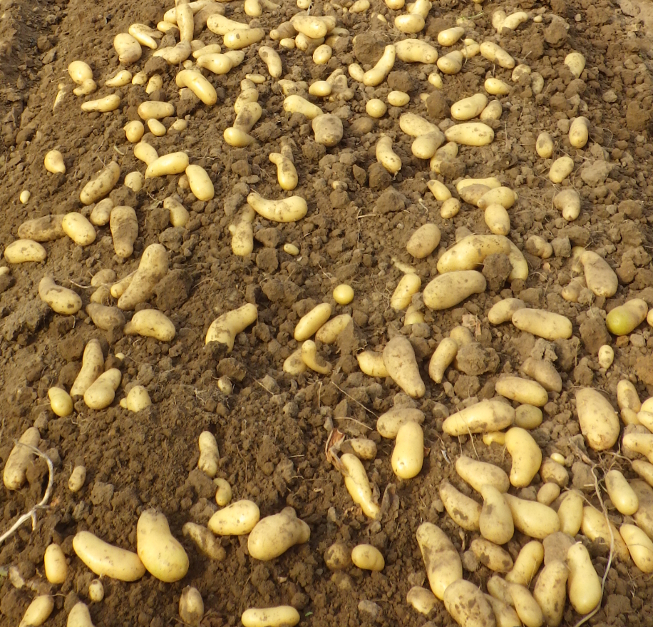 photo de pomme de terre soulevée sur la planche permanente en cours de récolte
