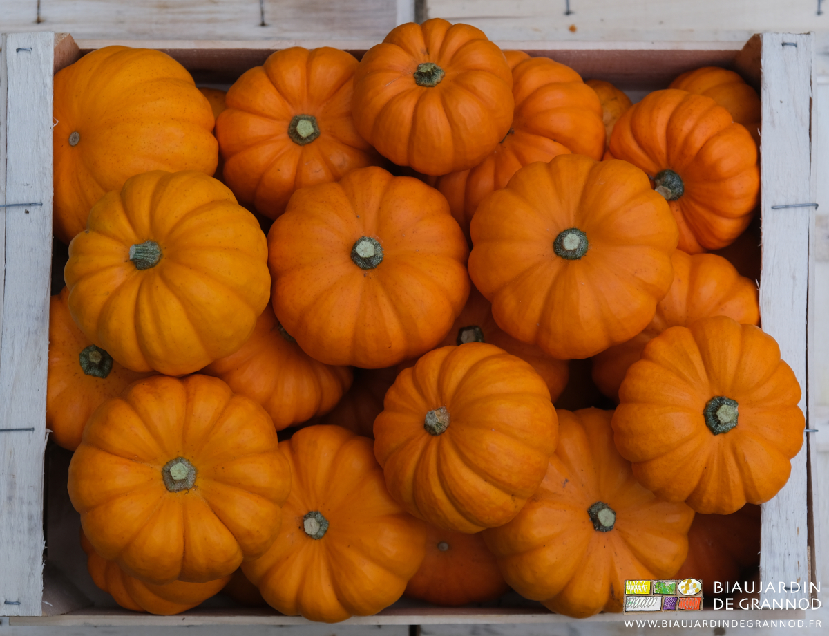 photo de courge jack Be little en cagette bois