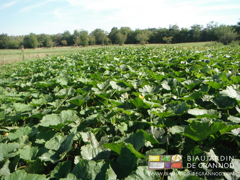 photo du carré de courge en débutt de fructification près d'une haie bocagère
