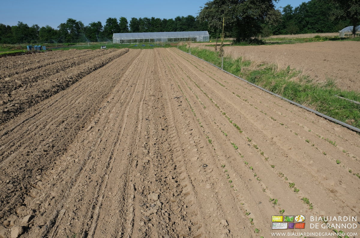 photo de planches d'ombellifères à différents stades jeunes, toutes binées avec la Duo
