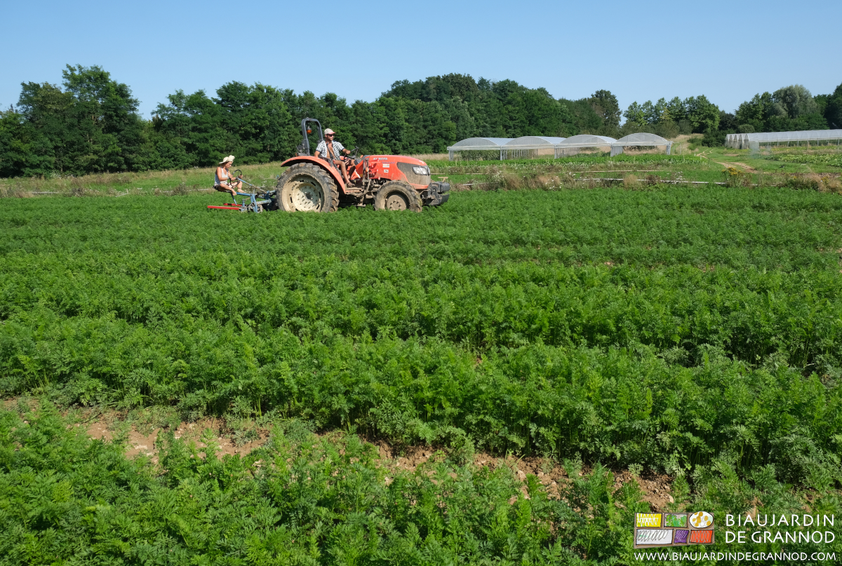 photo d'ensemble du jardin et bineuse guidée au travail dans le carré de carotte bien développées